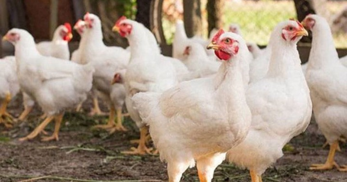 لاہور میں برائلر گوشت کی قیمت میں کمی، انڈے پھر مہنگے لاہور میں برائلر گوشت کی قیمت میں کمی، انڈے پھر مہنگے