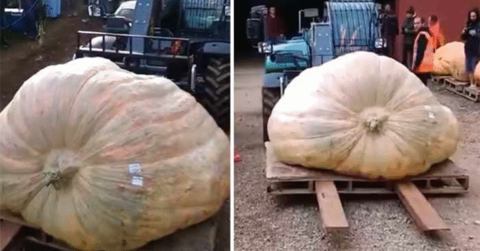 برطانوی جڑواں بھائیوں نے دنیا کا سب سے وزنی کدو کاشت کرلیا